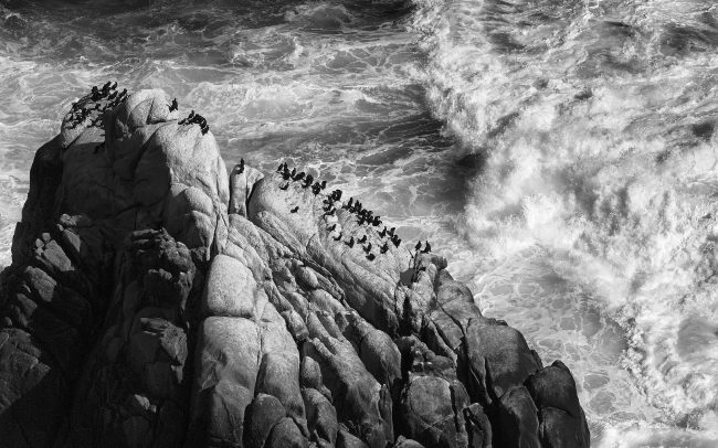 Kormorán pobrežný (Phalacrocorax capensis), Národná park Table Mountain, Južná Afrika
