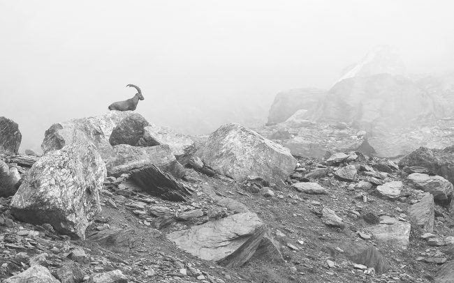 Kozorožec vrchovský (Capra ibex), Prírodná rezervácia Combe de l'A, Švajčiarsko