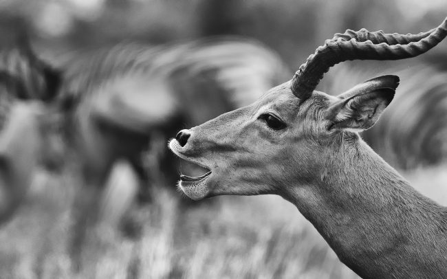 Impala (Aepyceros melampus), Národný park Kruger, Južná Afrika