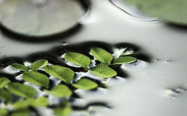 Salvínia plávajúca (Salvinia natans), CHKO Dunajské luhy, Žitný ostrov