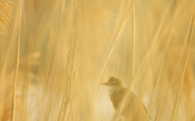 Trsteniarik škriekavý (Acrocephalus arundinaceus), Žitný ostrov