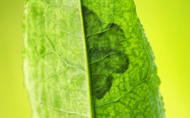 Szegélyes nyárfaaraszoló (Lomaspilis marginata), Duna menti erdők Tájvédelmi Körzet, Csallóköz