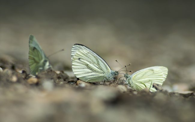 Repcelepke (Pieris napi), Duna menti erdők Tájvédelmi Körzet, Csallóköz
