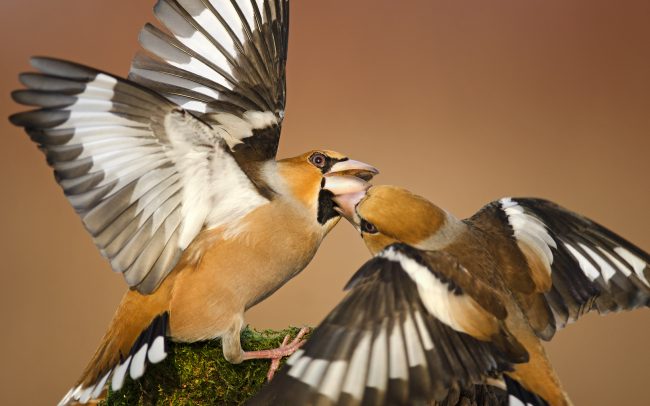 Glezg obyčajný (Coccothraustes coccothraustes), Žitný ostrov
