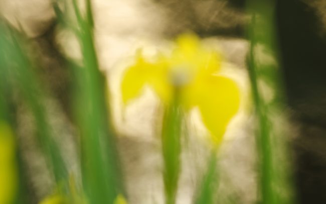 Kosatec žltý (Iris pseudacorus), Žitný ostrov