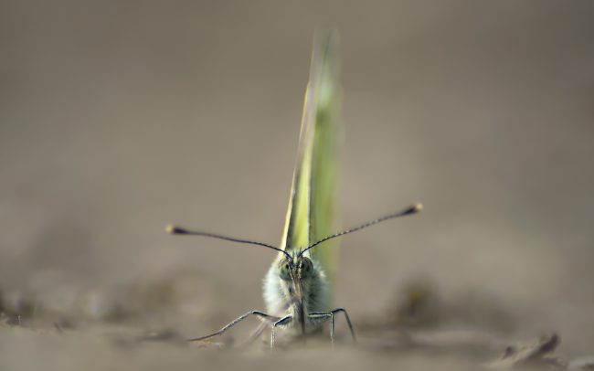 Repcelepke (Pieris napi), Duna menti erdők Tájvédelmi Körzet, Csallóköz