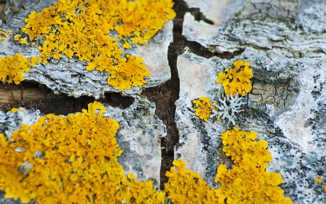 Diskovník múrový (Xanthoria parietina), Žitný ostrov