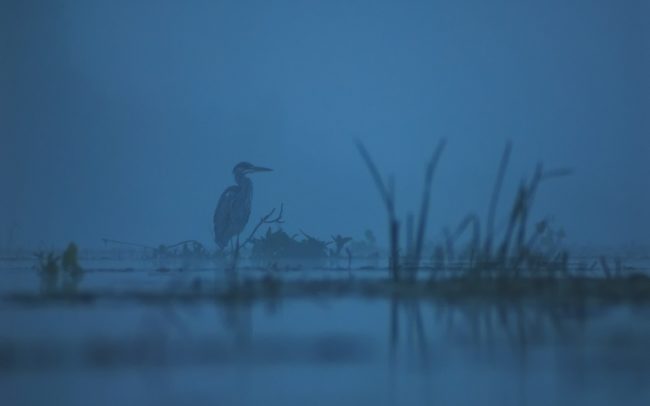 Volavka popolavá (Ardea cinerea), Malý Dunaj, Žitný ostrov