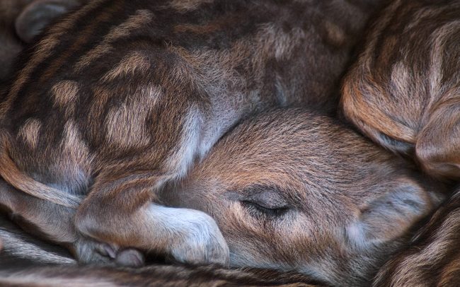 Vaddisznó (Sus scrofa), Dunakeszi, Magyarország