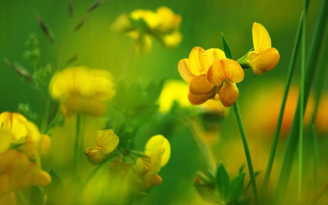 Ľadenec rožkatý (Lotus corniculatus), Žitný ostrov