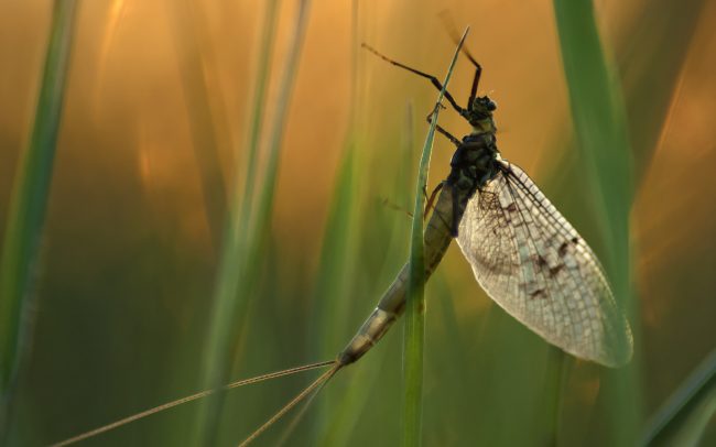 Podenka obyčajná (Ephemera vulgata), Žitný ostrov