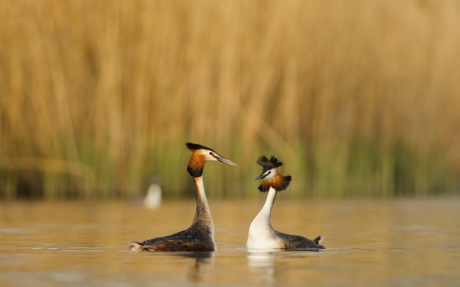 Búbos vöcsök (Podiceps cristatus), Csallóköz