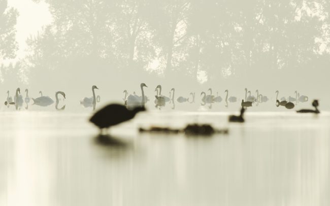 Bütykös hattyú (Cygnus olor), Csallóköz