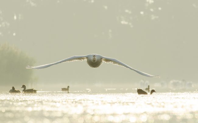 Labuť hrbozobá (Cygnus olor), Žitný ostrov