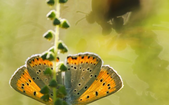 Nagy tűzlepke (Lycaena dispar), Duna menti erdők Tájvédelmi Körzet, Csallóköz