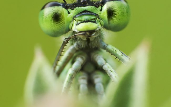 Šidielkovité (Coenagrionidae sp.), Žitný ostrov