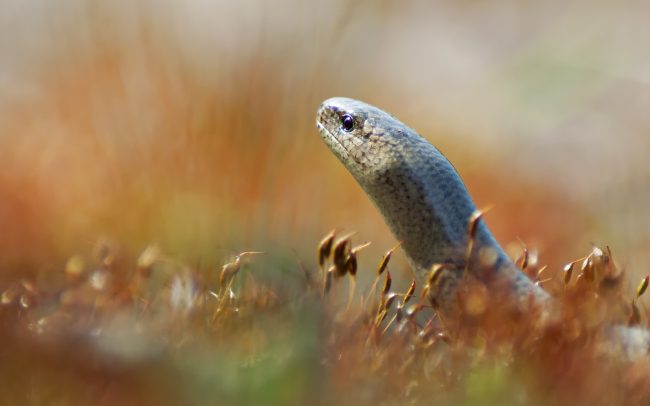 Slepúch lámavý (Anguis fragilis), Žitný ostrov