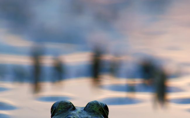 Skokan zelený (Pelophylax esculentus), CHKO Dunajské luhy, Žitný ostrov