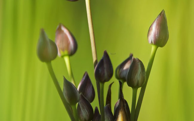Virágkáka (Butomus umbellatus), Csallóköz