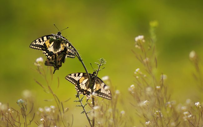 Fecskefarkú lepke (Papilio machaon), Duna menti erdők Tájvédelmi Körzet, Csallóköz