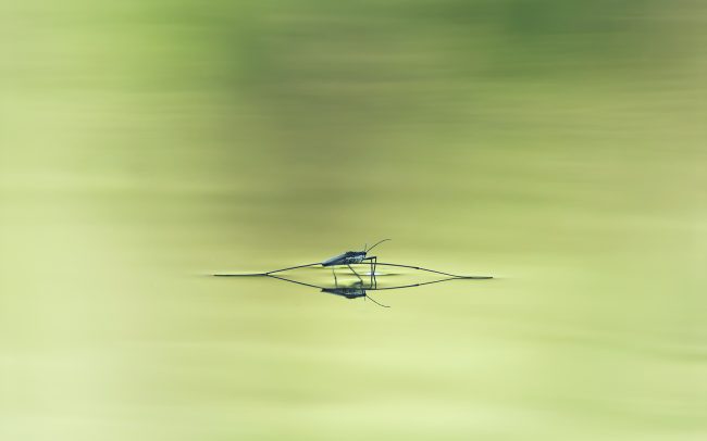 Molnárpoloska (Gerris lacustris), Duna menti erdők Tájvédelmi Körzet, Csallóköz