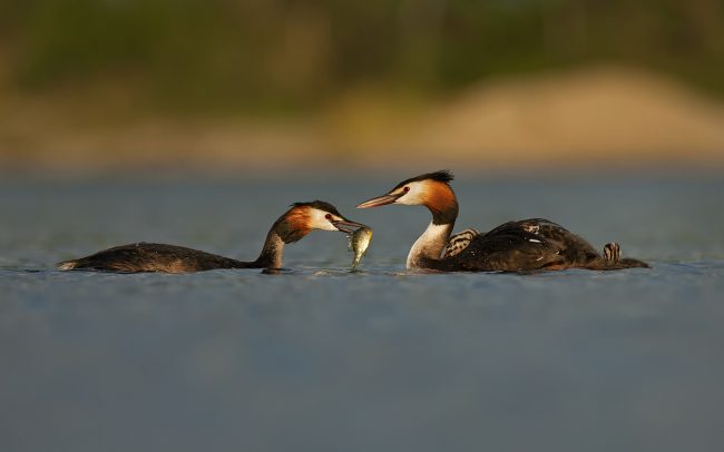 Potápka chochlatá (Podiceps cristatus), Žitný ostrov