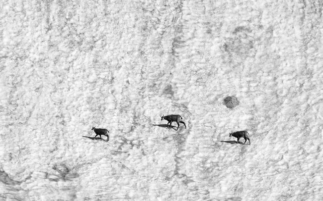 Tátrai zerge (Rupicapra rupicapra tatrica), Tátrai Nemzeti Park, Szlovákia