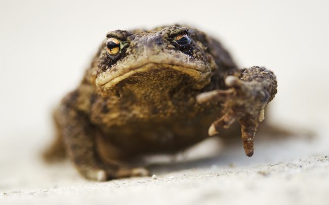Ropucha bradavičnatá (Bufo bufo), Žitný ostrov