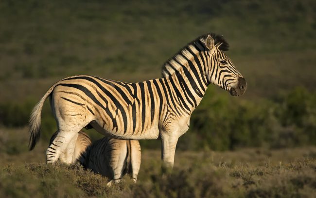 Burchell-zebra (Equus quagga burchellii), Karoo Nemzeti Park, Dél-Afrika