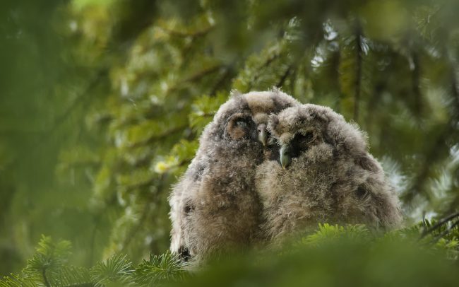Erdei fülesbagoly (Asio otus), Csallóköz