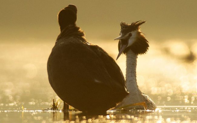 Búbos vöcsök (Podiceps cristatus), Csallóköz