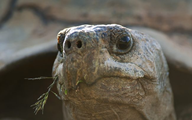 Korytnačka leopardia (Stigmochelys pardalis), Národný park Karoo, Južná Afrika