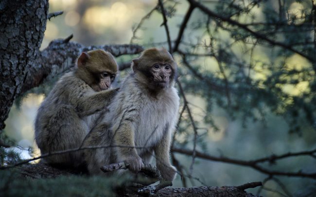Berber makákó (Macaca sylvanus), Középső-Atlasz