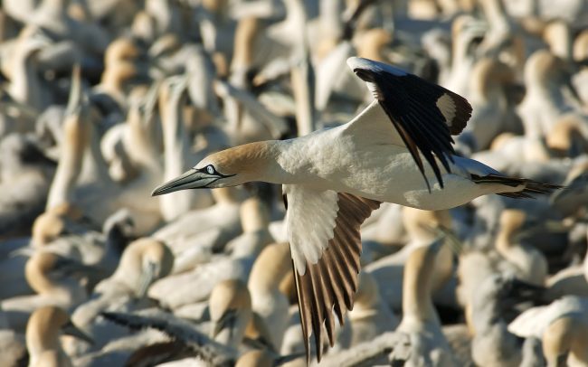 Sula tmavochvostá (Morus capensis), Prírodná rezervácia Bird Island, Južná Afrika