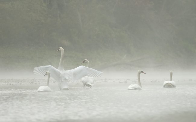 Labuť hrbozobá (Cygnus olor), CHKO Dunajské luhy, Žitný ostrov
