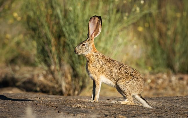 Fokföldi nyúl (Lepus capensis), Augrabies Falls Nemzeti Park, Dél-Afrika
