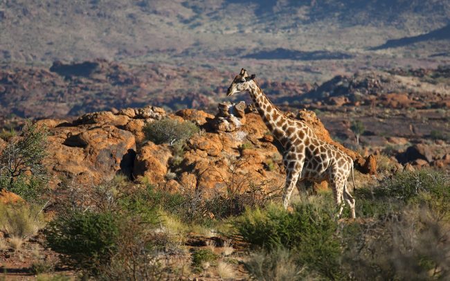 Zsiráf (Giraffa camelopardalis), Augrabies Falls Nemzeti Park, Dél-Afrika