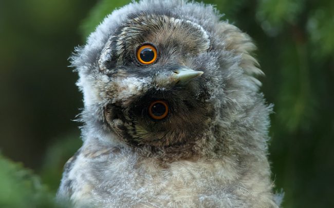 Myšiarka ušatá (Asio otus), Žitný ostrov