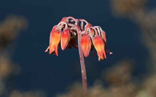 (Tylecodon paniculatus), Národný park Table Mountain, Južná Afrika