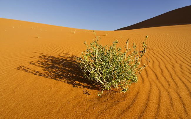 Erg Chebbi, Merzouga