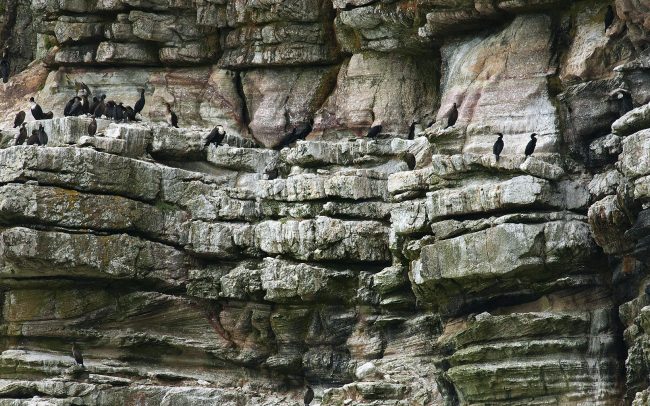 Kormorán pobrežný (Phalacrocorax capensis), Národný park Table Mountain, Južná Afrika