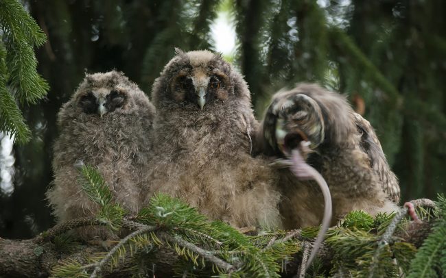 Erdei fülesbagoly (Asio otus), Csallóköz