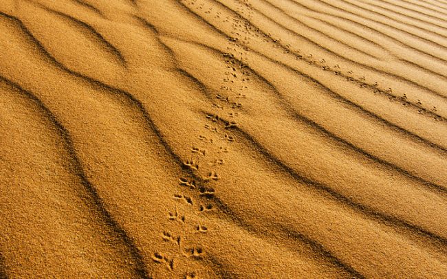 Erg Chebbi, Merzouga