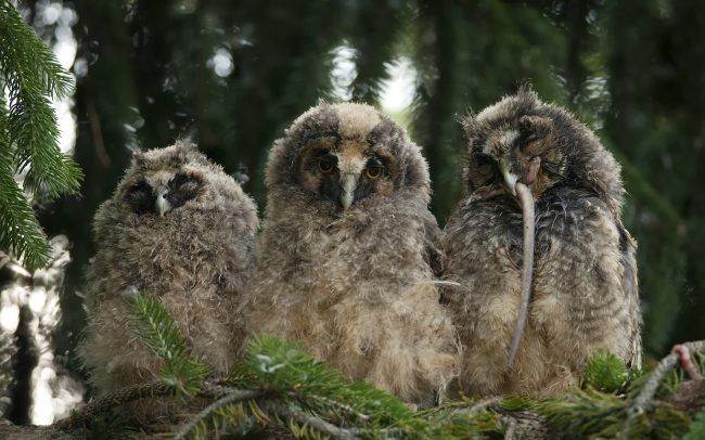 Myšiarka ušatá (Asio otus), Žitný ostrov