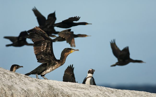 Kormorán pobrežný (Phalacrocorax capensis), Národný park Table Mountain, Južná Afrika