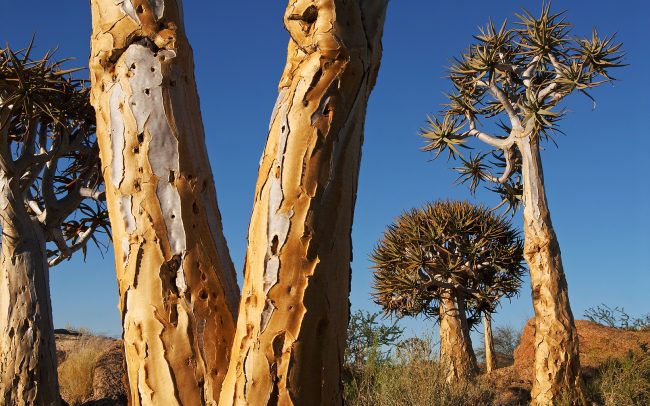 Tulcový strom (Aloe dichotoma), Národný park Augrabies Falls, Južná Afrika