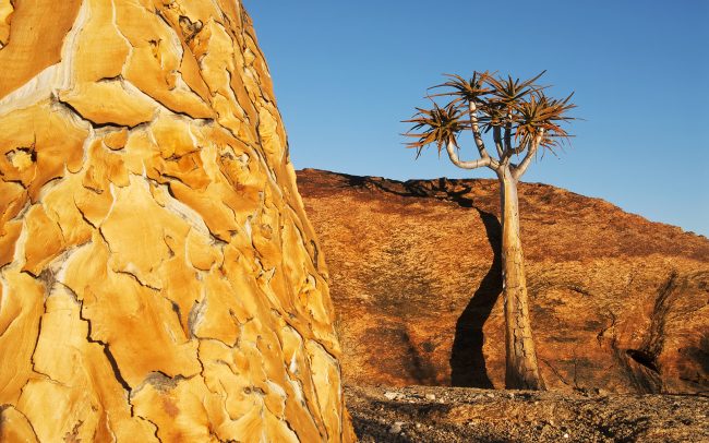 Tegezfa (Aloe dichotoma), Augrabies Falls Nemzeti Park, Dél-Afrika