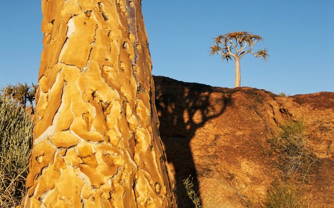 Tegezfa (Aloe dichotoma), Augrabies Falls Nemzeti Park, Dél-Afrika