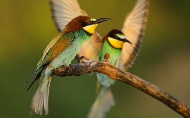 Včelárik zlatý (Merops apiaster)