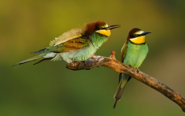 Včelárik zlatý (Merops apiaster)